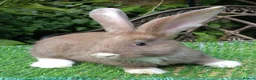 Continental Giant rabbits for sale: PURE bred Continental Giants - Vaccinated RESERVE  - Advert 2