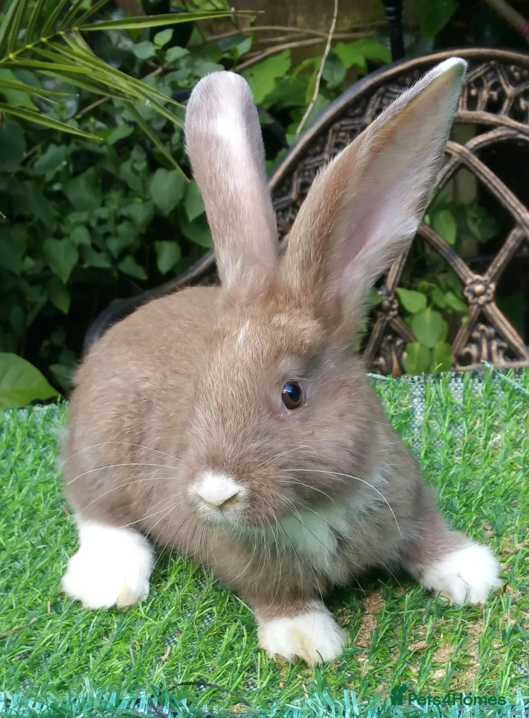 Continental Giant rabbits for sale: PURE bred Continental Giants - Vaccinated RESERVE  - Advert 2