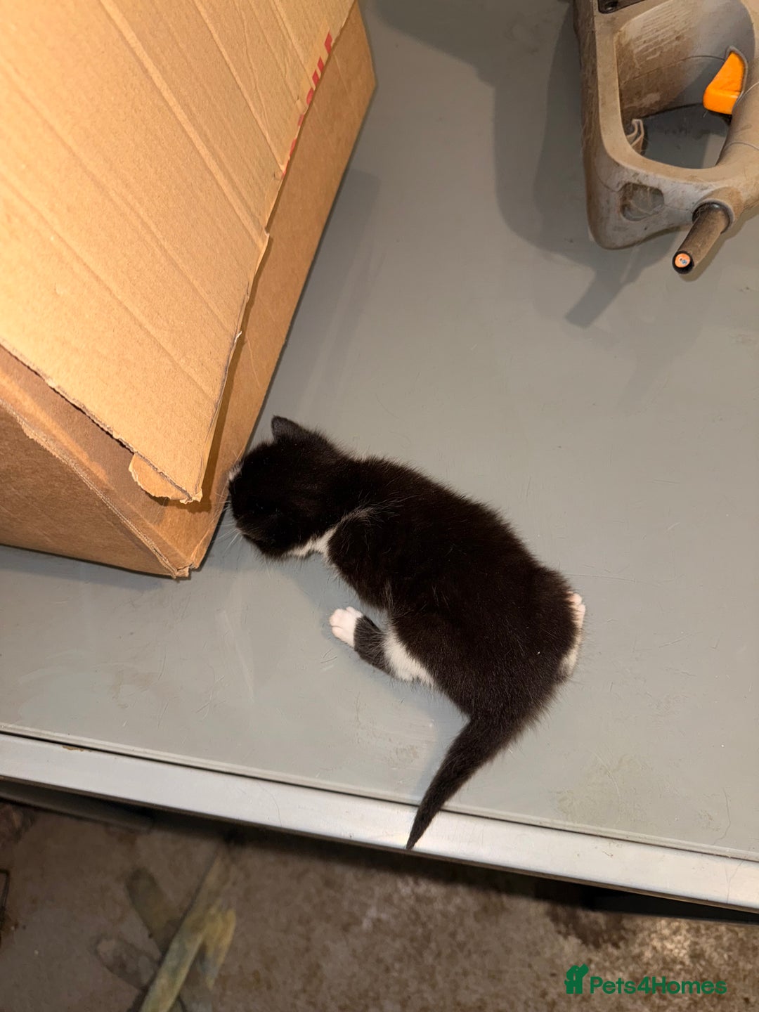 Mixed Breed cats for sale: 3 kittens for sale  - Advert 10