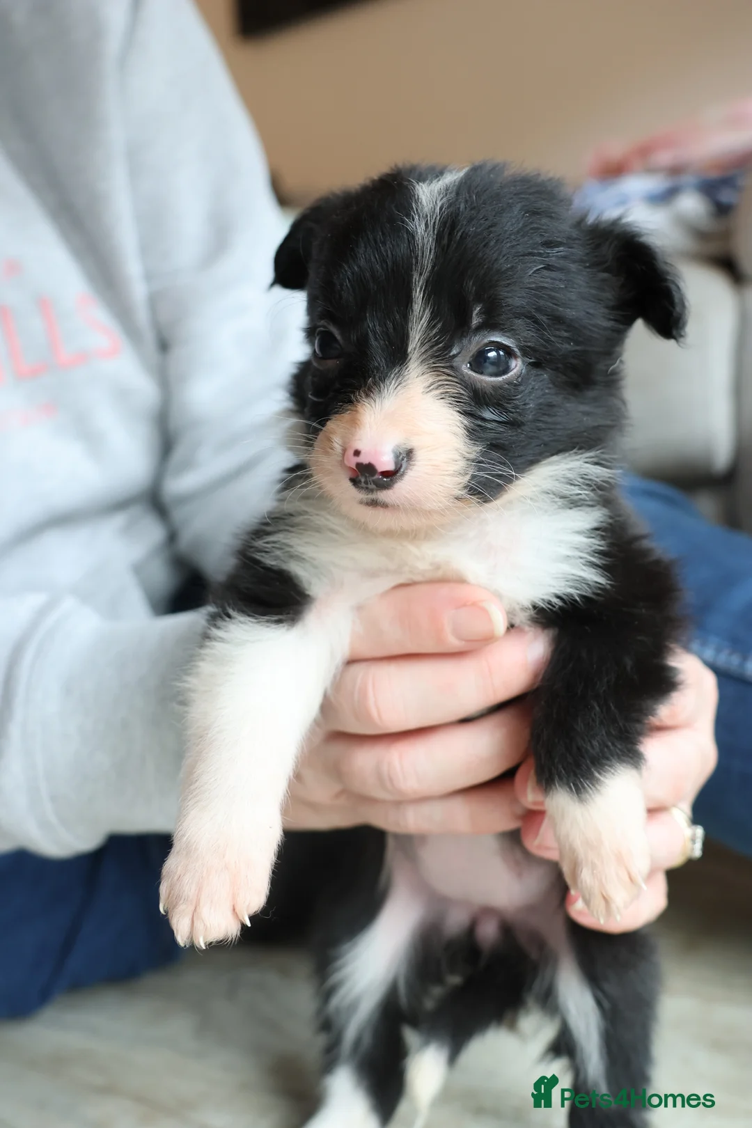 Border Collie dogs for sale: Border Collie Pups - Ellesmere Port - Advert 7