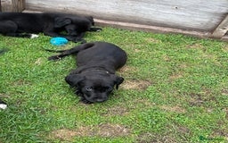 Mixed Breed dogs for sale: Labrador cross lurcher (lurcherdors) in Northallerton - Image 17