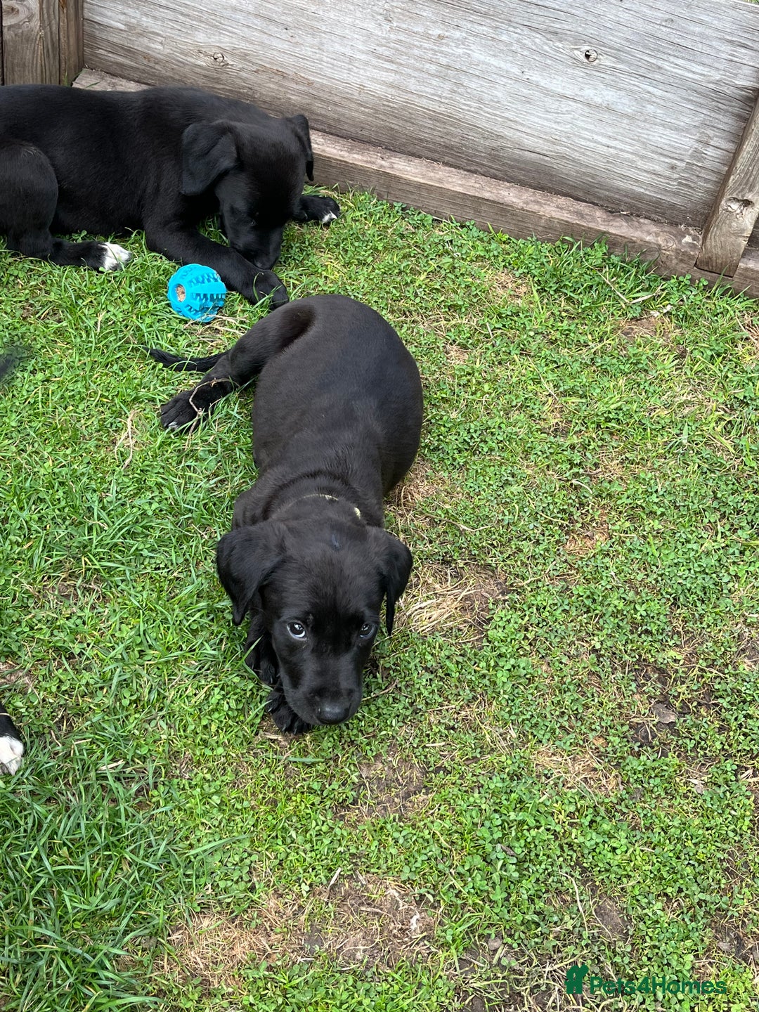 Mixed Breed dogs for sale: Labrador cross lurcher (lurcherdors) in Northallerton - Image 17