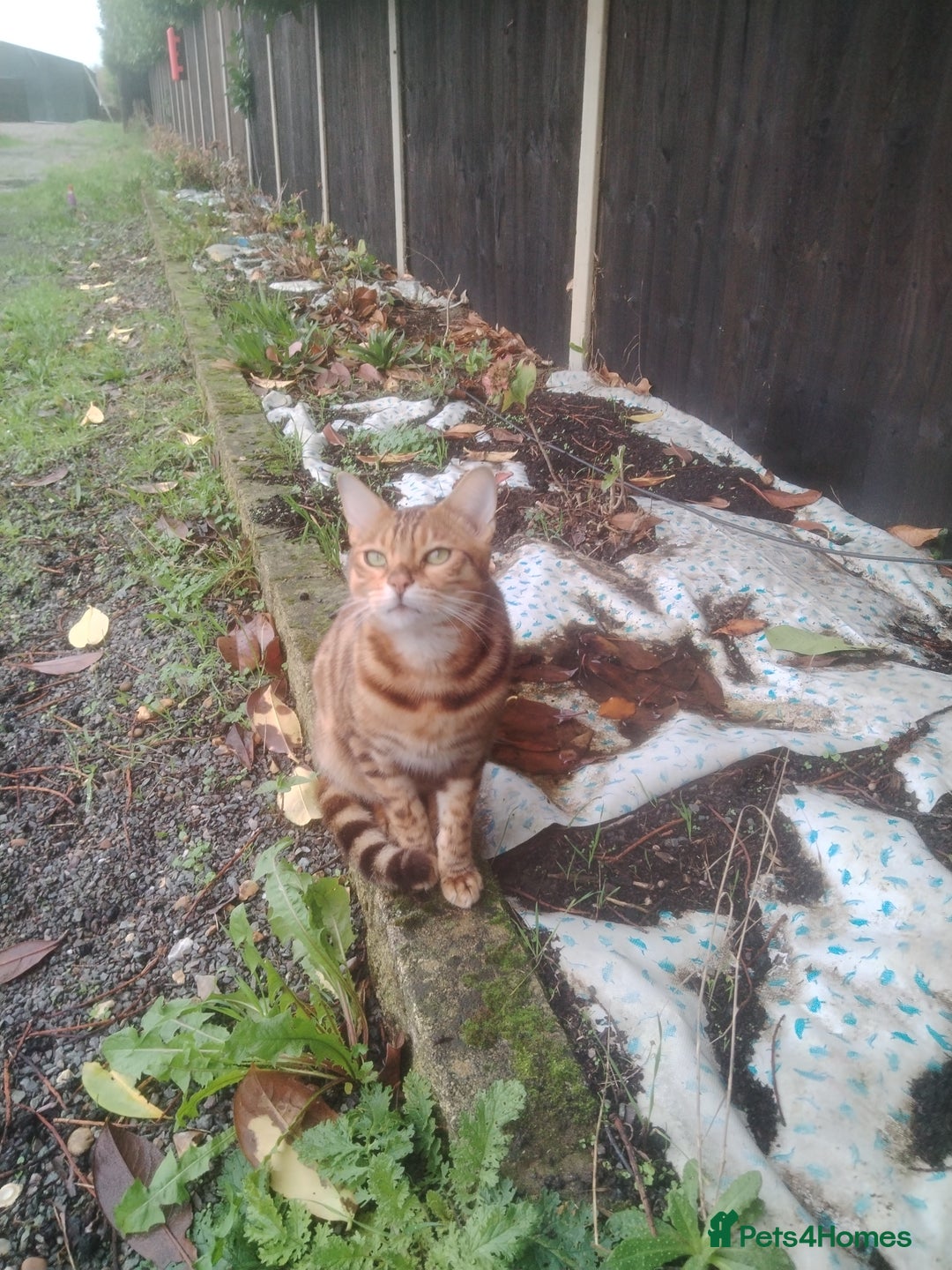Bengal cats for sale: Bengal Tenager boys - Advert 2