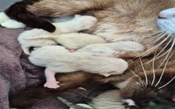 Snowshoe cats for sale: Pedigree snowshoes ready now - Image 14