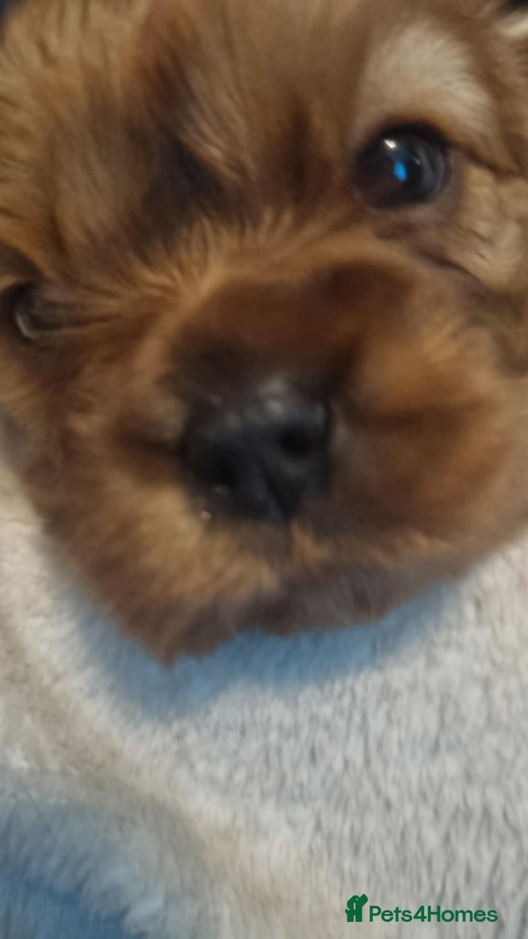 Cavalier King Charles Spaniel dogs for sale: Beautiful toy ruby King charles cavalier puppies. - Advert 8