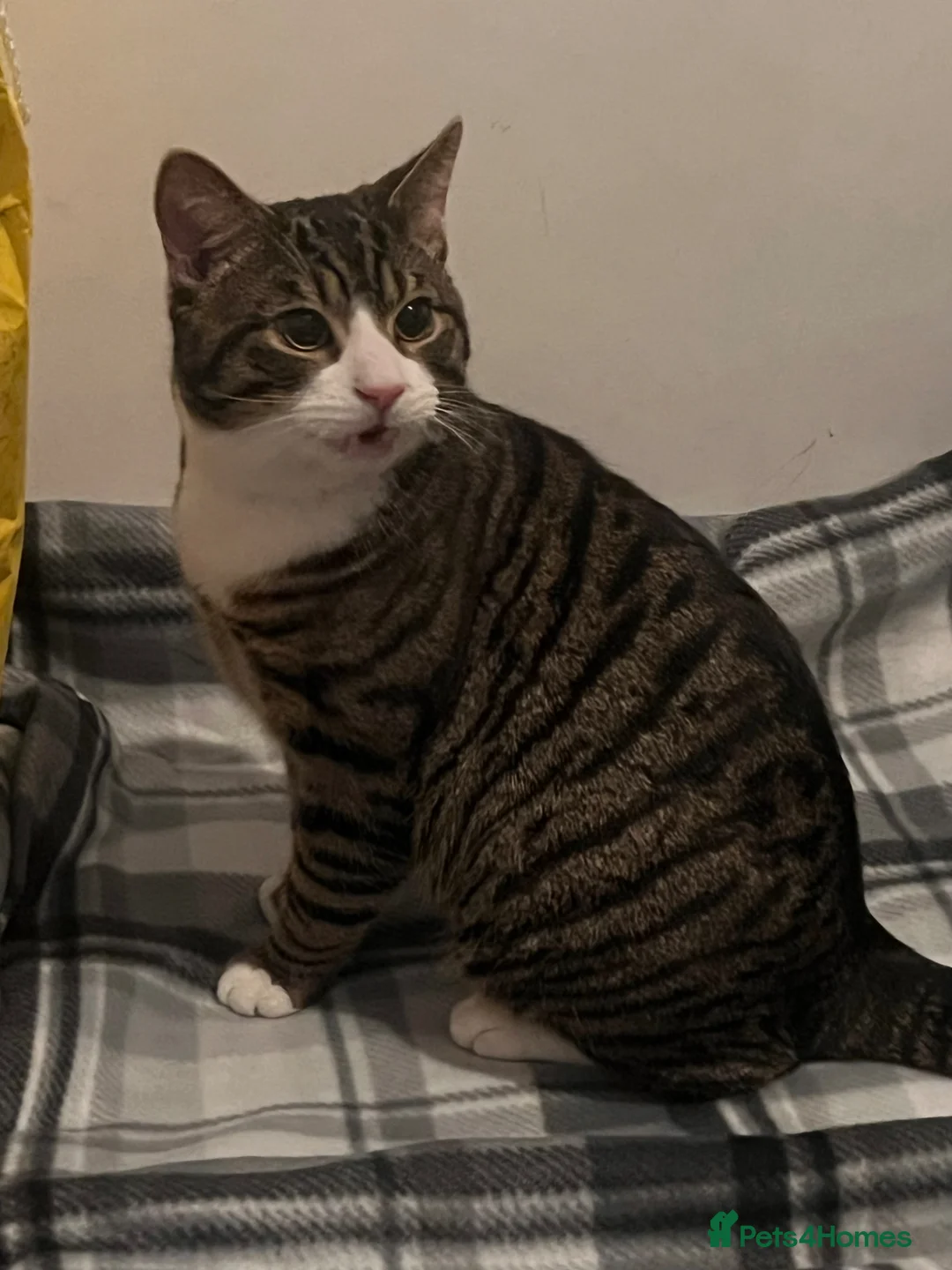 British Shorthair cats for sale: TABBY BOY CUTE CHILL in West Bromwich - Advert 3