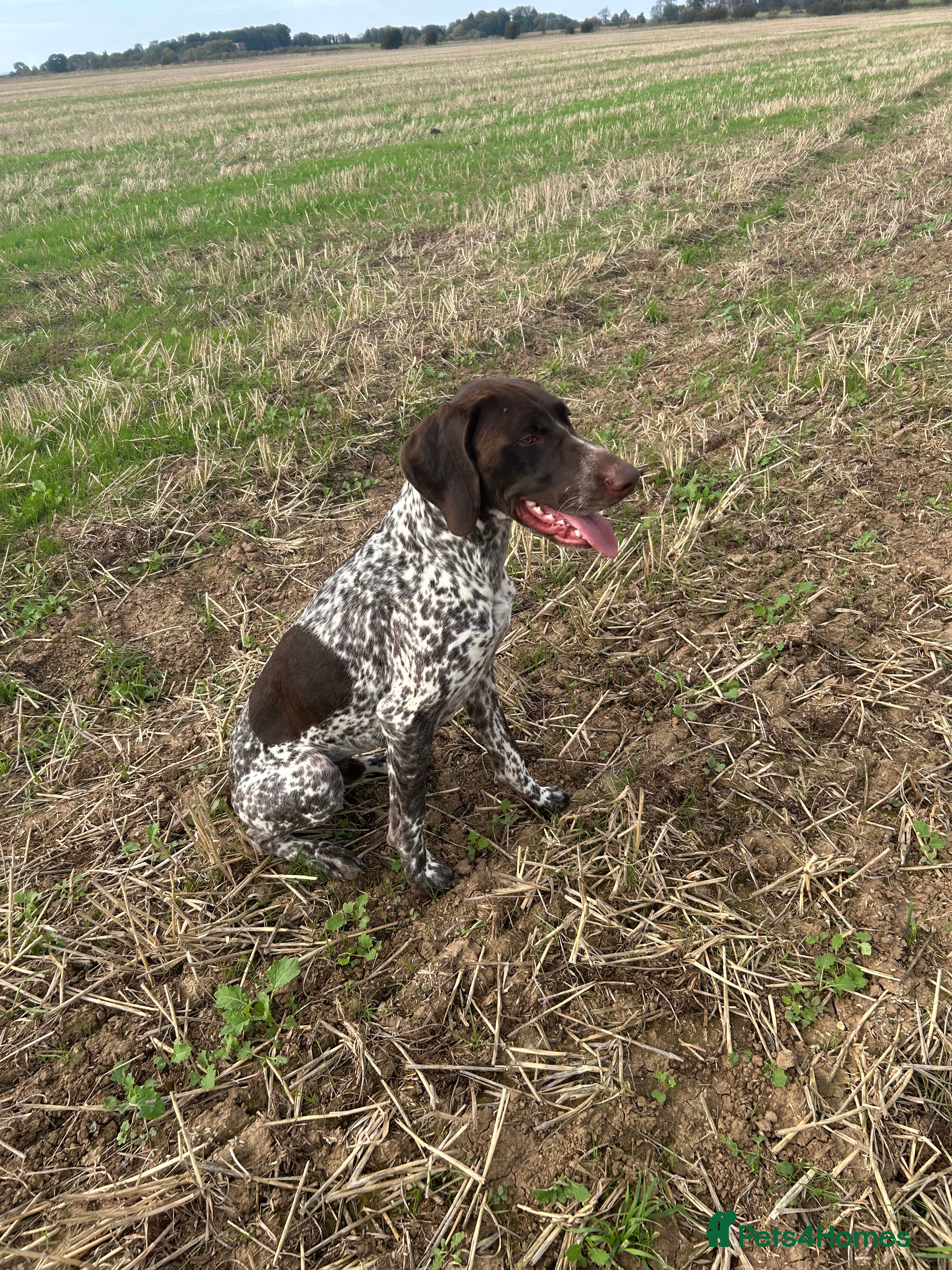 German Shorthaired Pointer dogs German shorthaired Pointer Stud - Advert 2