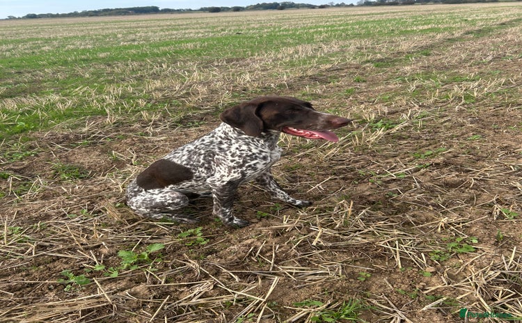 German Shorthaired Pointer dogs - Advert 1
