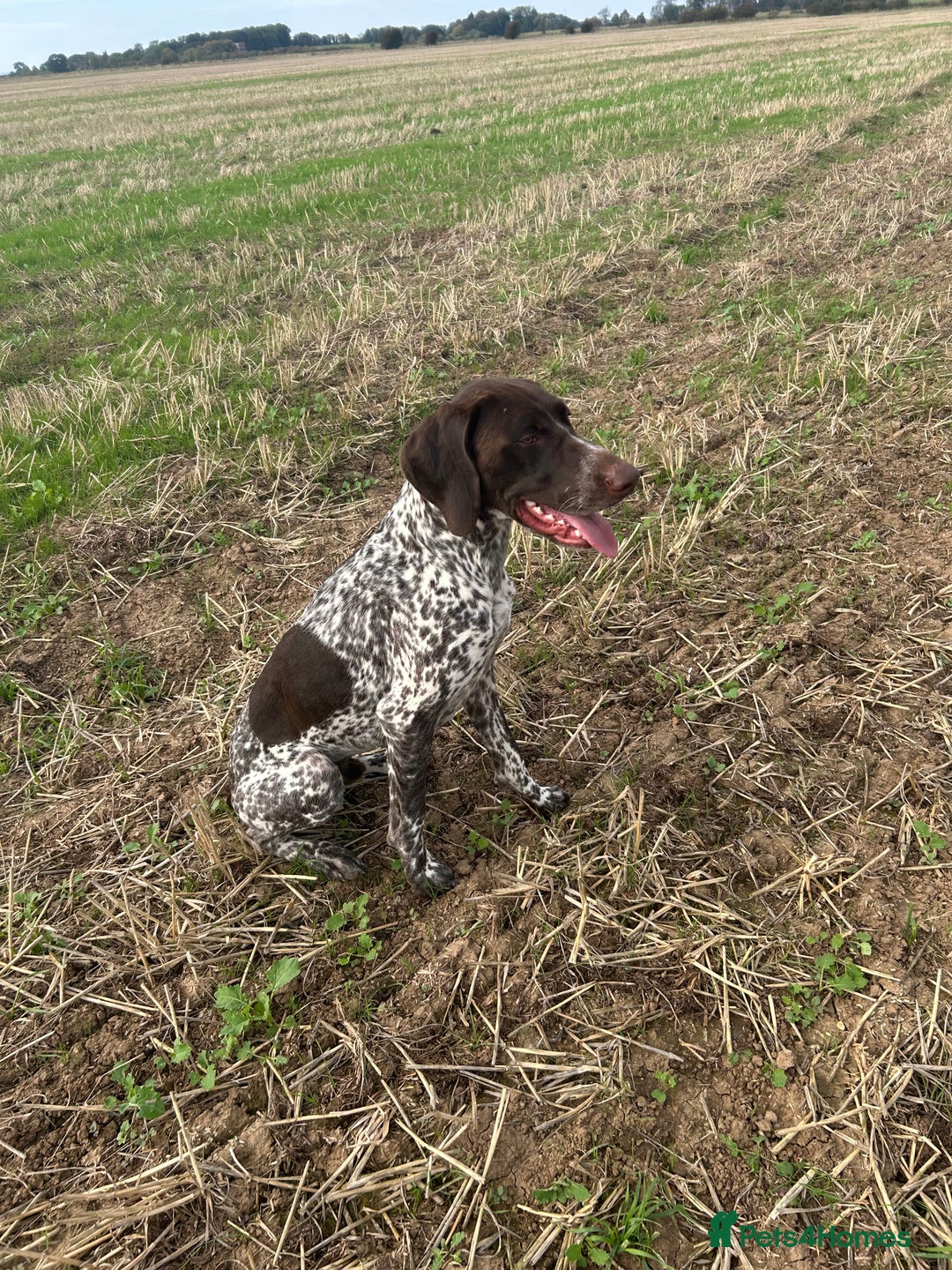 German Shorthaired Pointer dogs for stud: German shorthaired Pointer Stud - Image 1