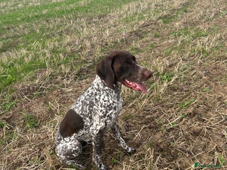 German Shorthaired Pointer dogs - Advert 2