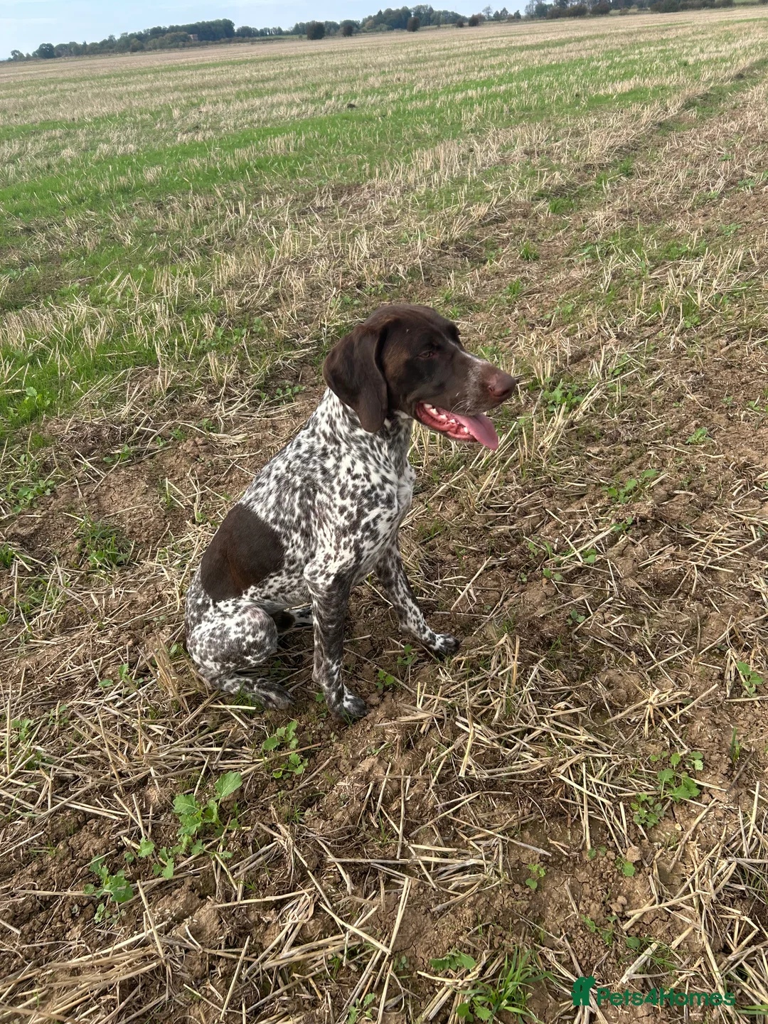 German Shorthaired Pointer dogs for stud: PROVEN KC REG German shorthaired Pointer Stud - Advert 1