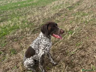 German Shorthaired Pointer dogs PROVEN KC REG German shorthaired Pointer Stud - Advert 1