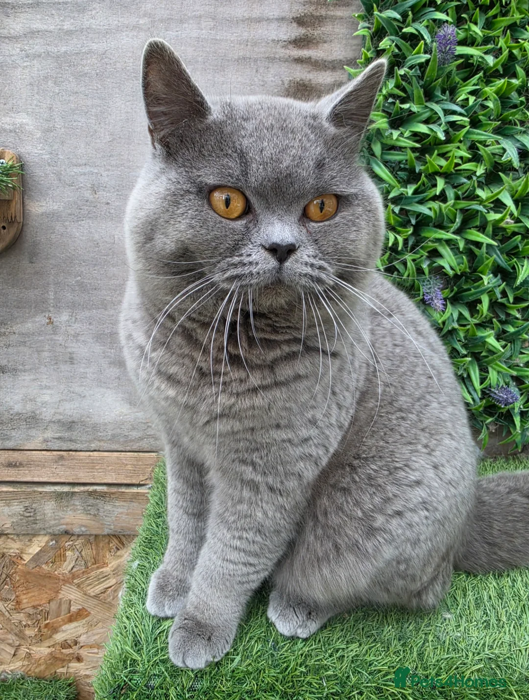 British Shorthair cats for sale: Winston in Ashby-de-la-Zouch - Advert 5