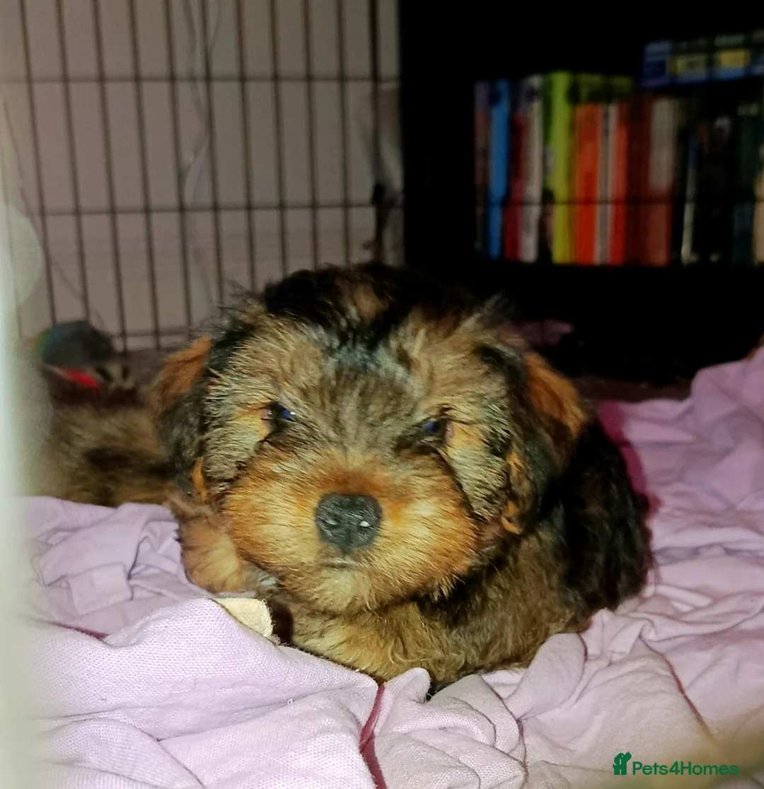 Mixed Breed dogs for sale: Healthy, Happy Puppies Available - Advert 20