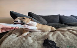 English Bull Terrier dogs for sale: Beautiful girl - Image 7