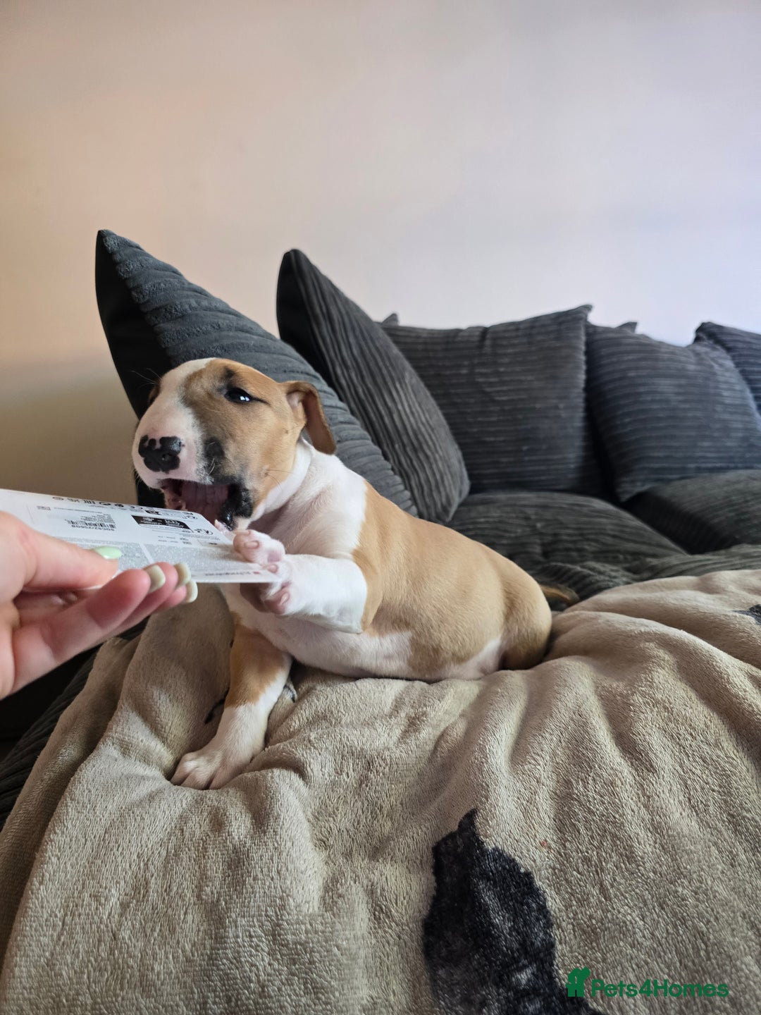 English Bull Terrier dogs for sale: Beautiful girl - Image 7