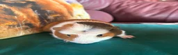 Guinea Pig rodents for sale: Two beautiful bonded sisters  - Advert 3