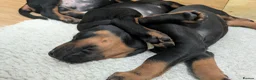 Dobermann dogs for sale: KC registered litter of 5 Dobermann puppies - Advert 6