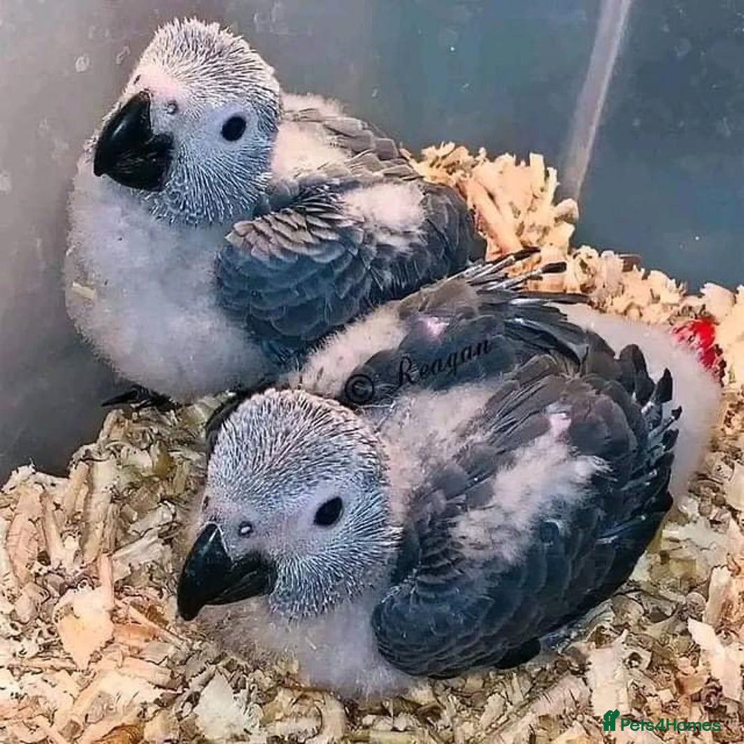 Mixed Breed birds for sale: Available Birds and Parrots - Image 12