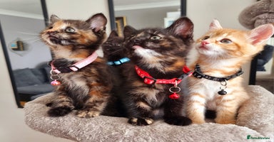 Mixed Breed cats - Advert 1