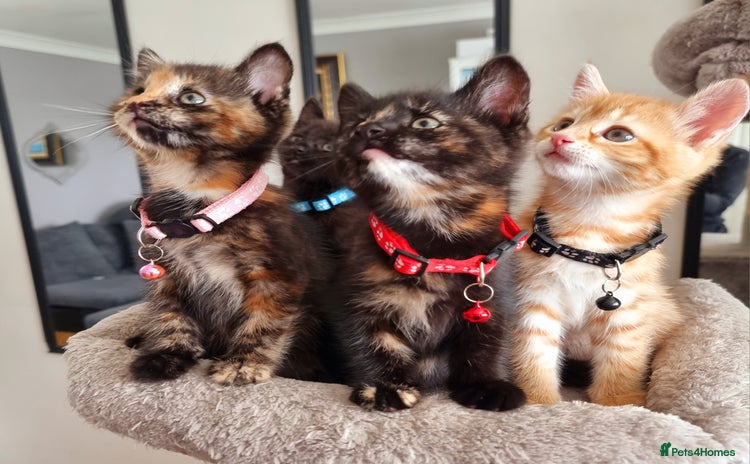 Mixed Breed cats - Advert 1