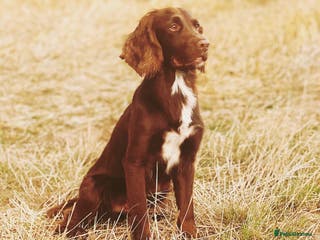 Cocker Spaniel dogs Cocker spaniel for stud extensively health tested in Shrewsbury - Advert 3