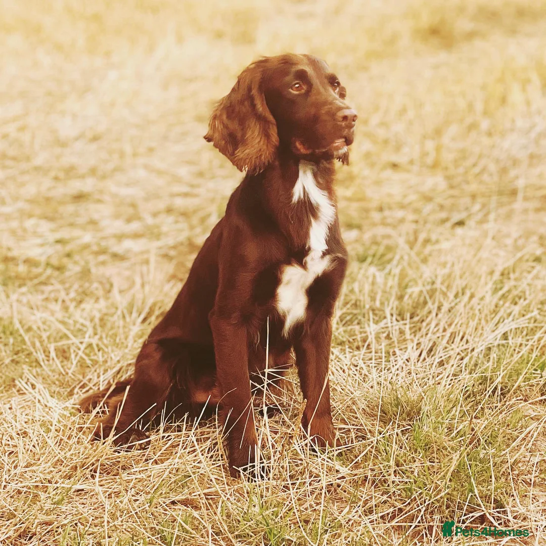 Cocker Spaniel dogs for stud: Cocker spaniel for stud extensively health tested  in Shrewsbury - Advert 1