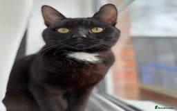 Domestic Shorthair cats for sale: 2 year old cat  - Image 2