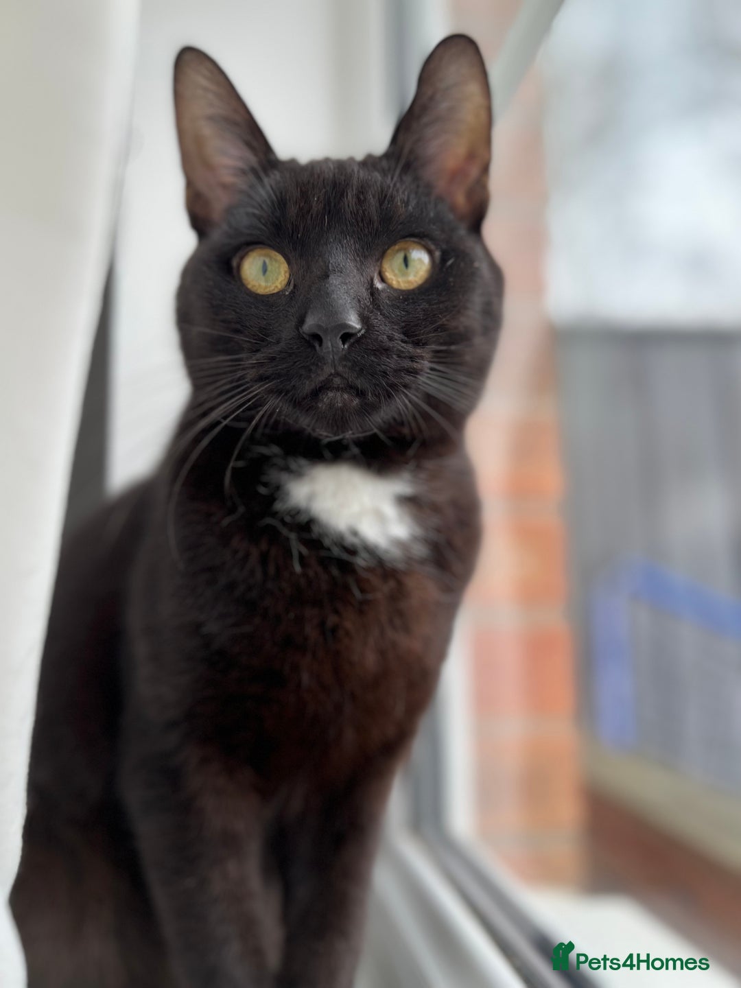 Domestic Shorthair cats for sale: 2 year old cat  - Image 2