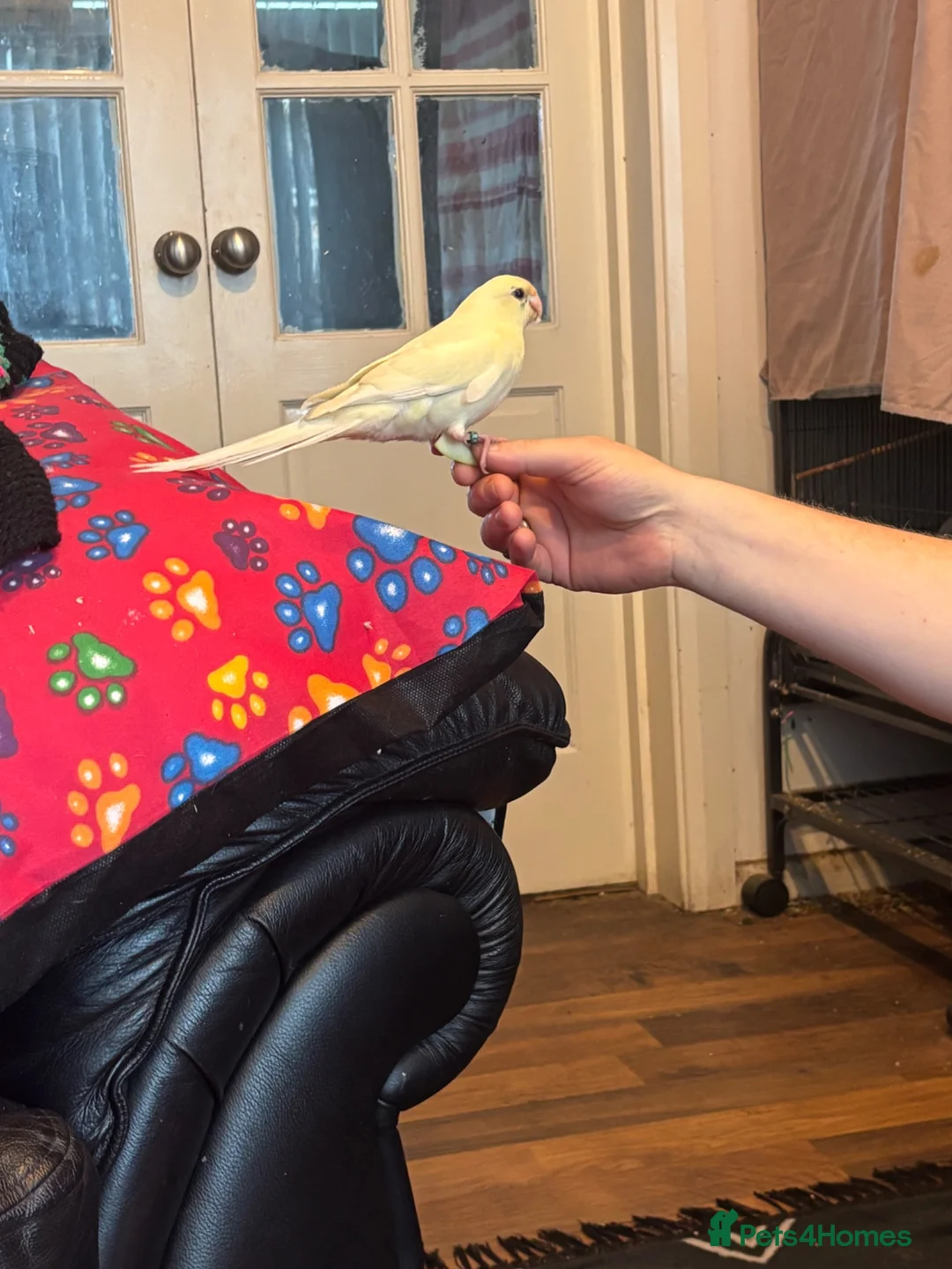 Parrots birds for sale: Hand reared , Male kakariki parrot  - Advert 2