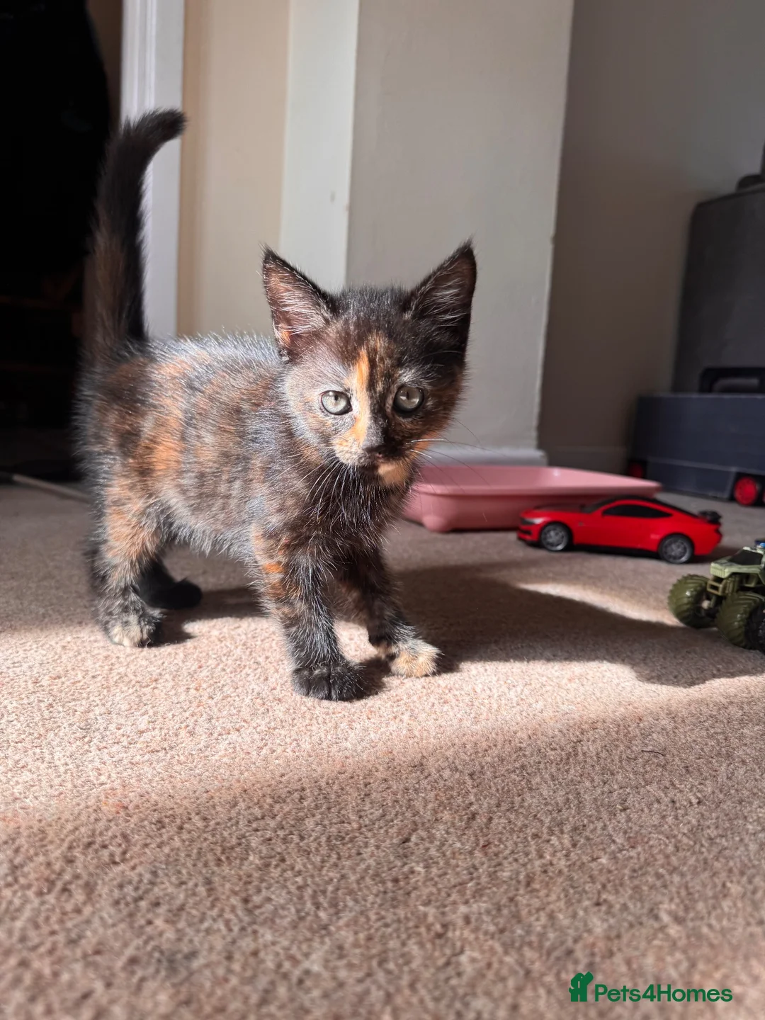 Mixed Breed cats for sale: Female kitten in Hereford - Advert 1