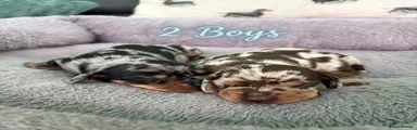 Miniature Dachshund 1