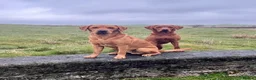 Labrador Retriever dogs for stud: Echo Fox Red Lab - Proven Stud in Glasgow - Advert 7