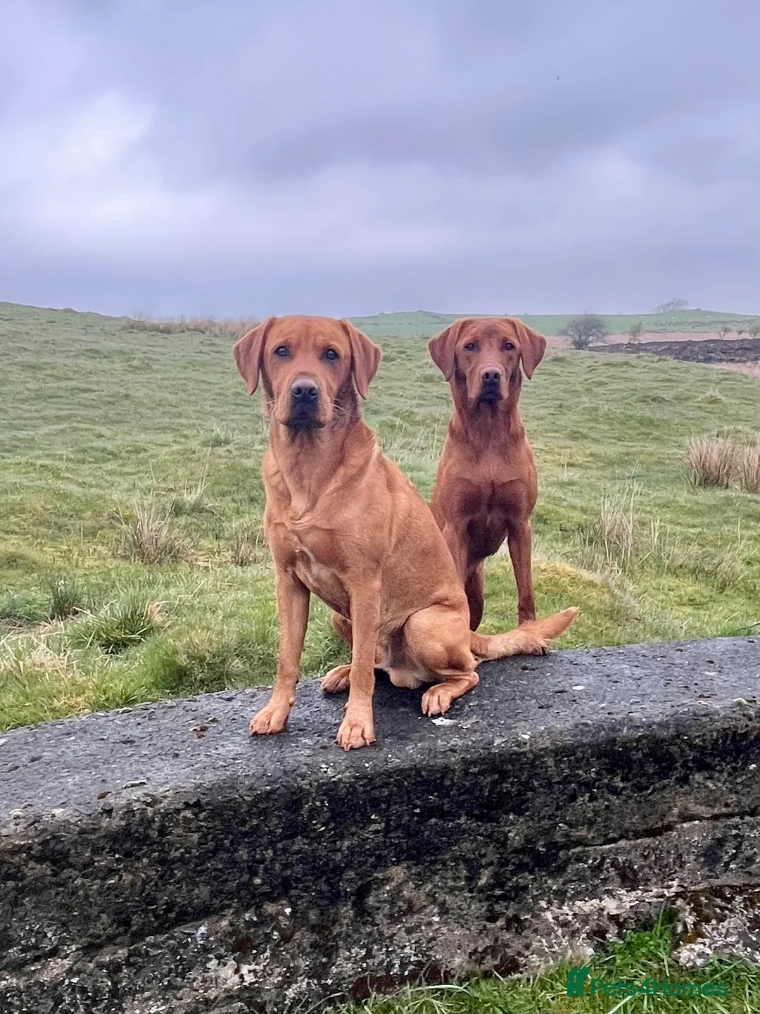 Labrador Retriever dogs for stud: Echo Fox Red Lab - Proven Stud in Glasgow - Advert 7