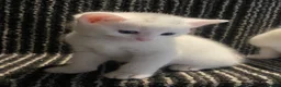 Mixed Breed cats for sale: 4 kittens for sale  in Radstock - Advert 3