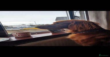Irish Setter dogs - Advert 10