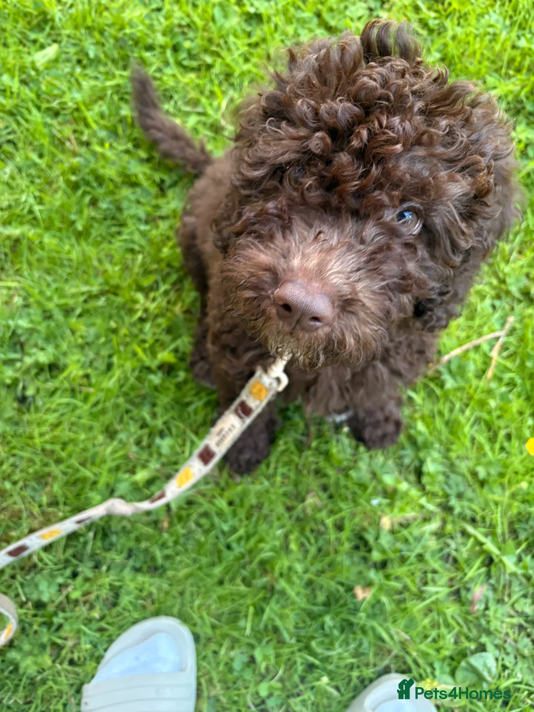 Cockapoo dogs for sale: Reggie 11 week old cockapoo  - Advert 1