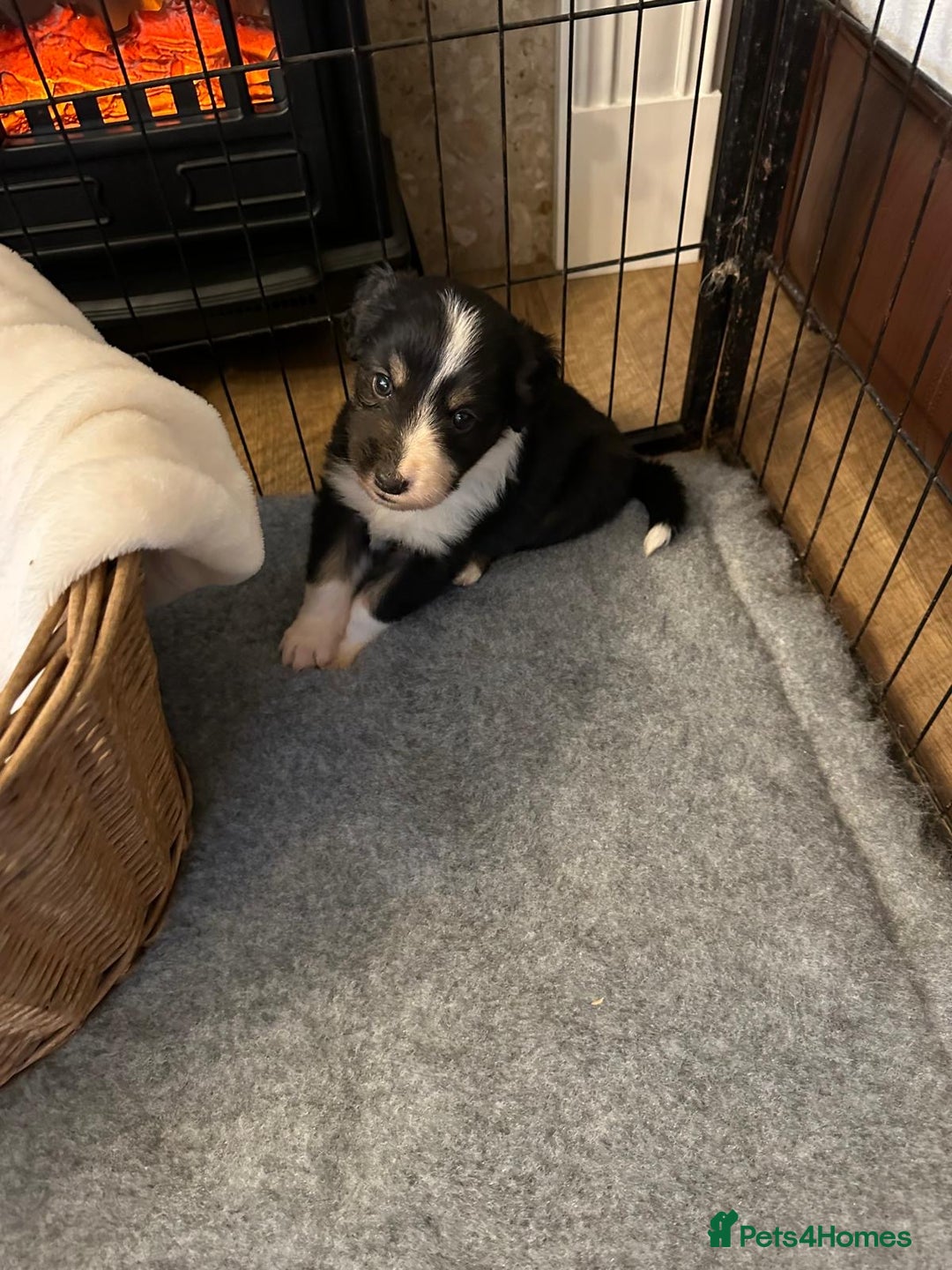 Border Collie dogs for sale: Boarder collie pups  - Advert 7