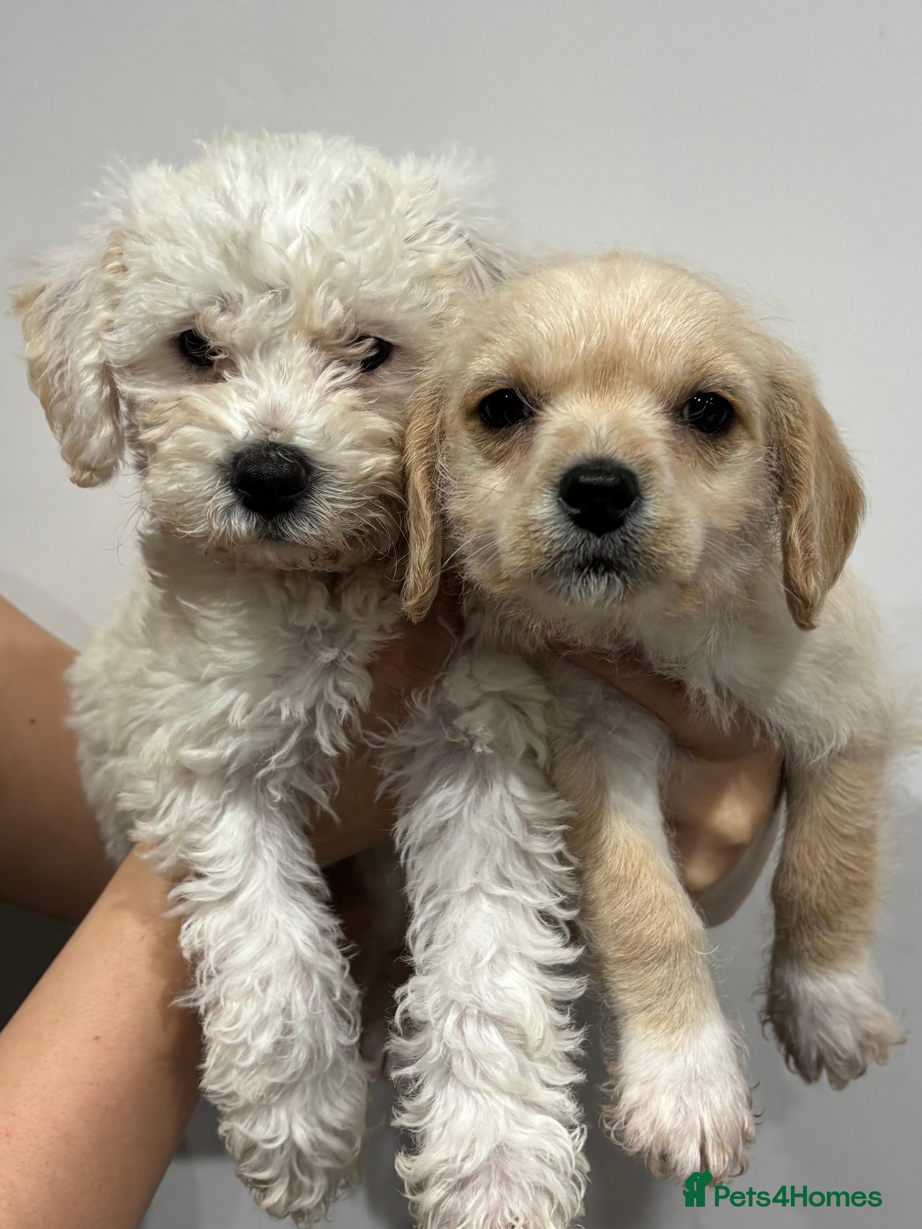 Cavapoo dogs Gorgeous Cavapoo Pups - Advert 11