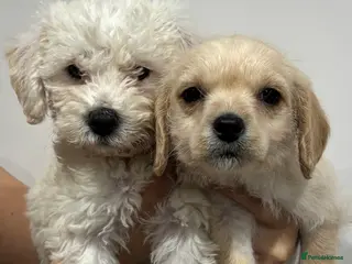 Cavapoo dogs Gorgeous Cavapoo Pups - Advert 11