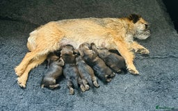 Border Terrier dogs for sale: Kc Reg Border Terrier Pup for sale - Image 4