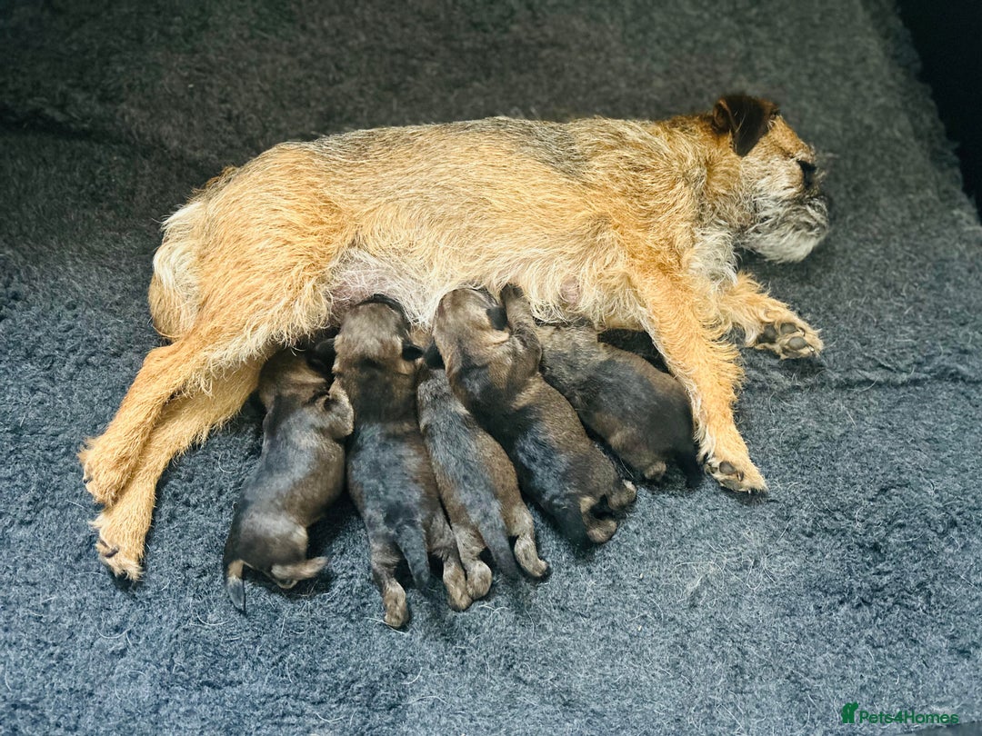Border Terrier dogs for sale: Kc Reg Border Terrier Pup for sale - Image 4