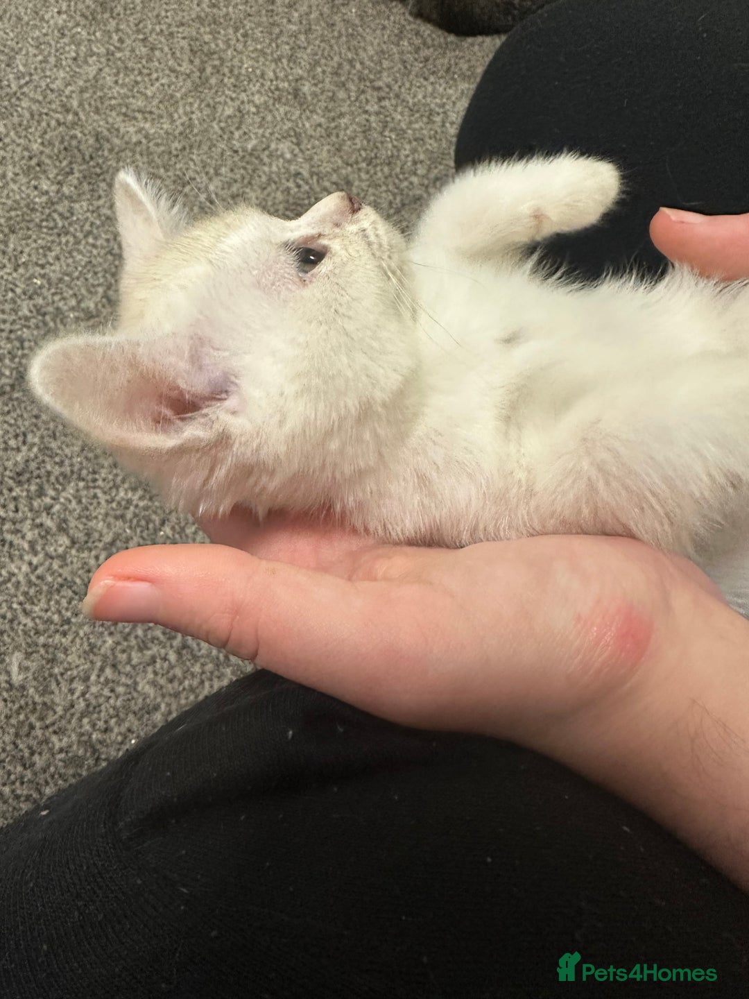 Burmilla cats for sale: GCCF Reg pedigree Asian (Burmilla)  - Advert 13