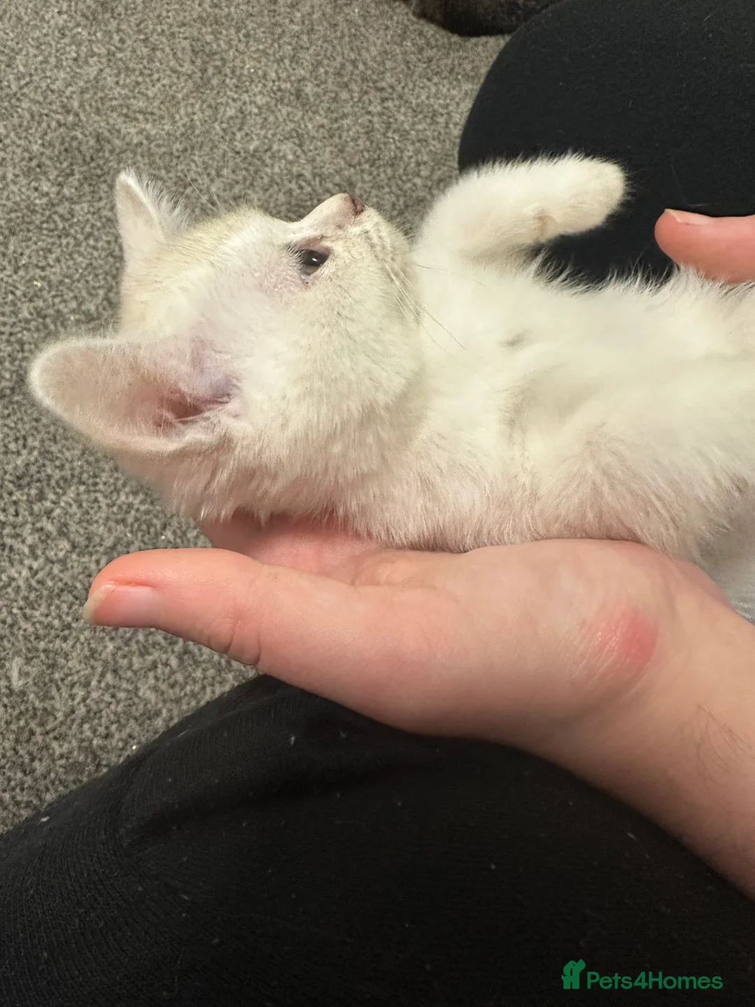 Burmilla cats for sale: GCCF Reg pedigree Asian (Burmilla)  - Advert 8