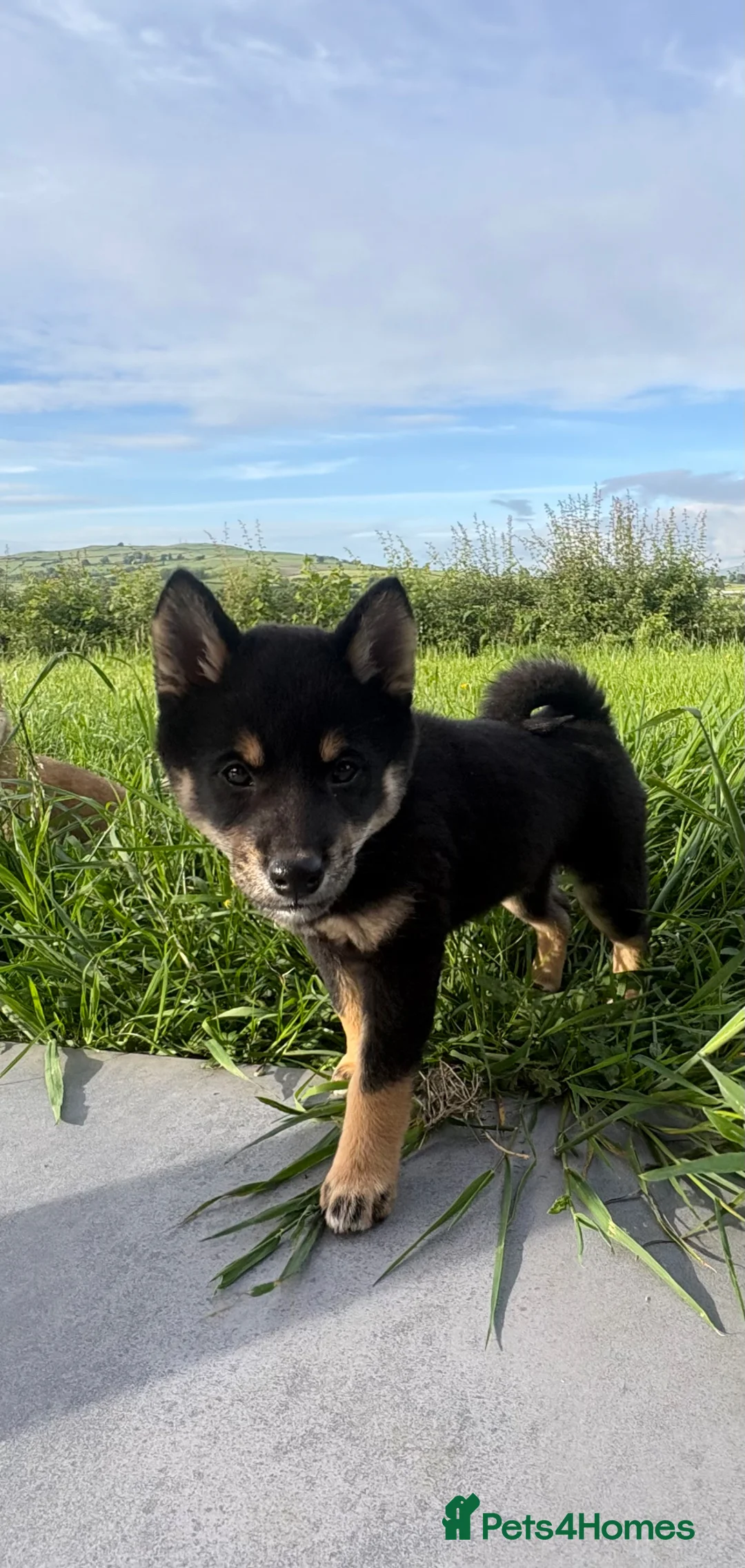 Japanese Shiba Inu dogs for sale: READY NOW ! Shiba Inu puppies - Advert 2