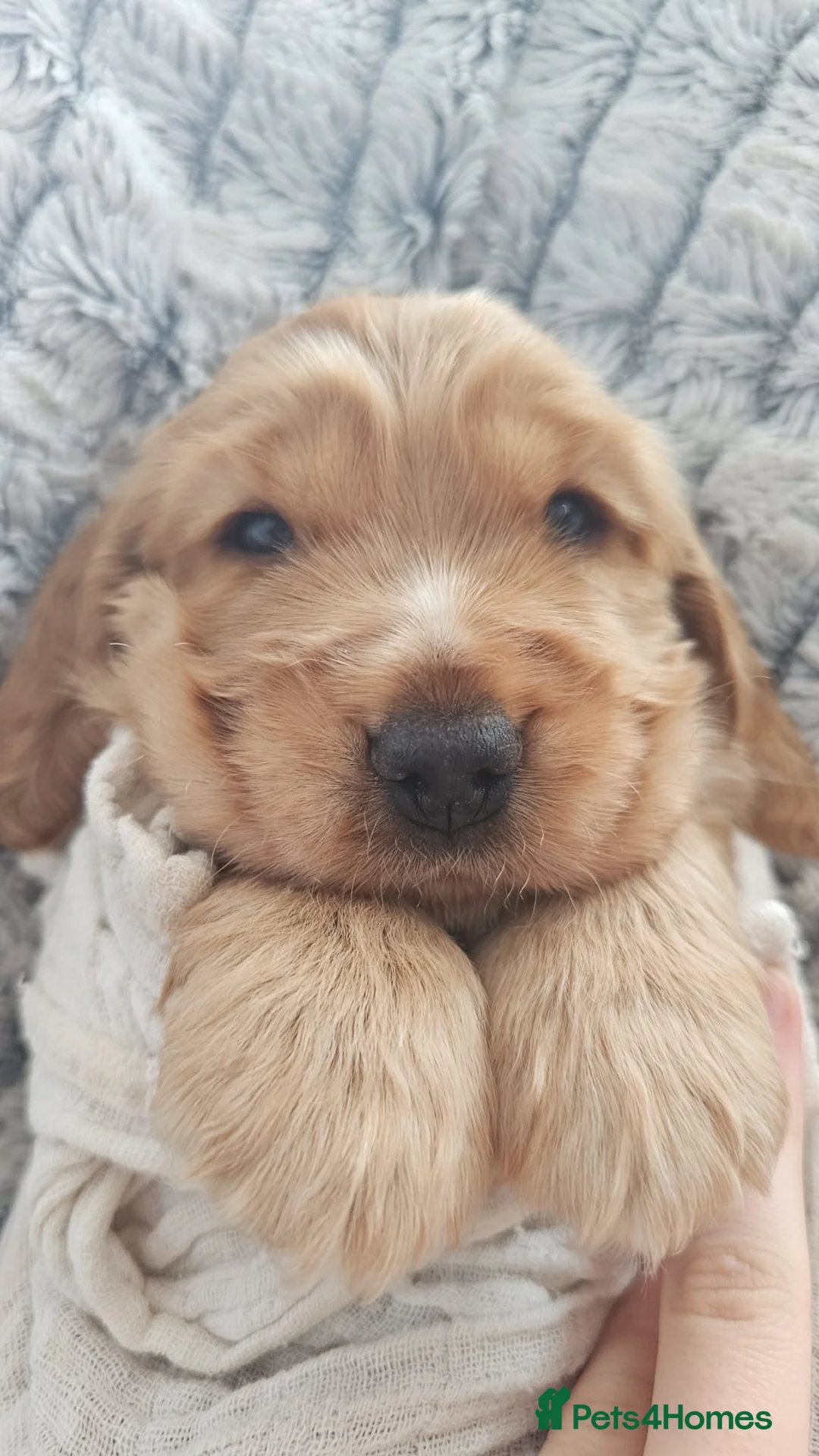 Cocker Spaniel dogs for sale: Show Cocker Spaniels - Advert 4