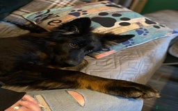 German Shepherd dogs for sale: Beautiful straight back German Shepherds  - Image 9