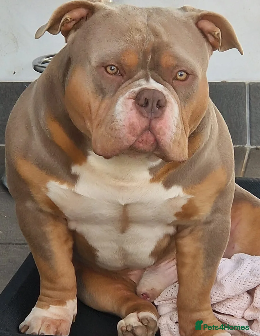 American Bully dogs for stud: American Pocket Bully PROVEN ! in Dartford - Advert 17