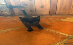 Mixed Breed cats for sale: Beautiful kittens ready soon ** - Image 6
