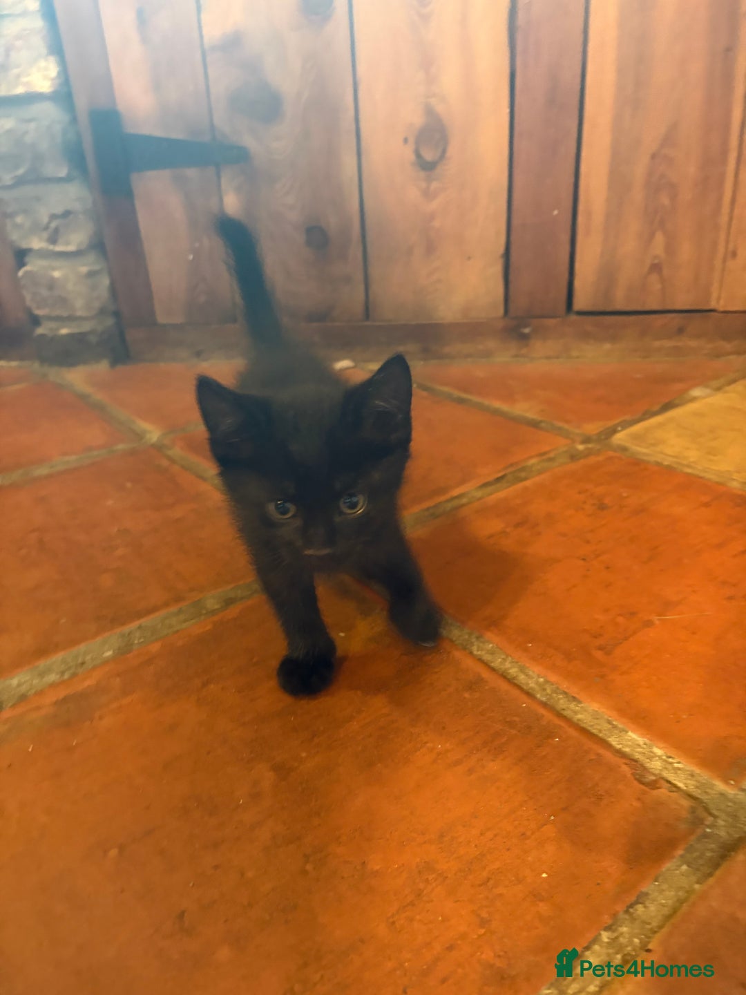 Mixed Breed cats for sale: Beautiful kittens ready soon ** - Image 6